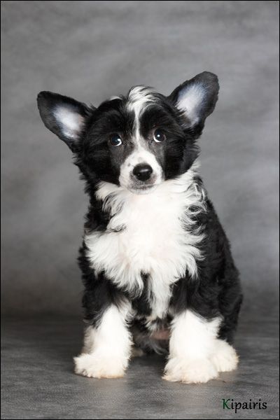 Rus Foreva  Rose d'Anjou