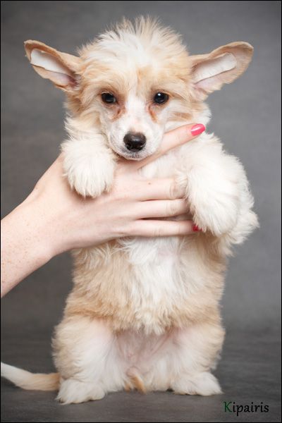 Rus Foreva Rkatsiteli