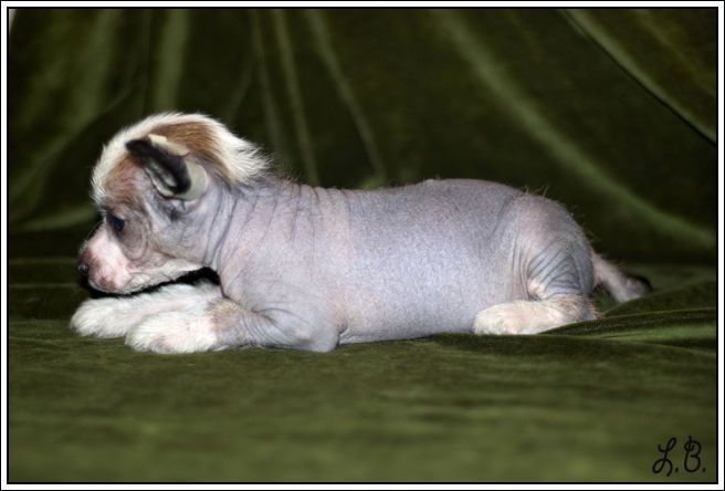 Mashama Mazi Rus Dafina