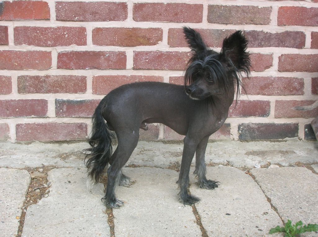 Elfik de la Fontaine aux Maléfices