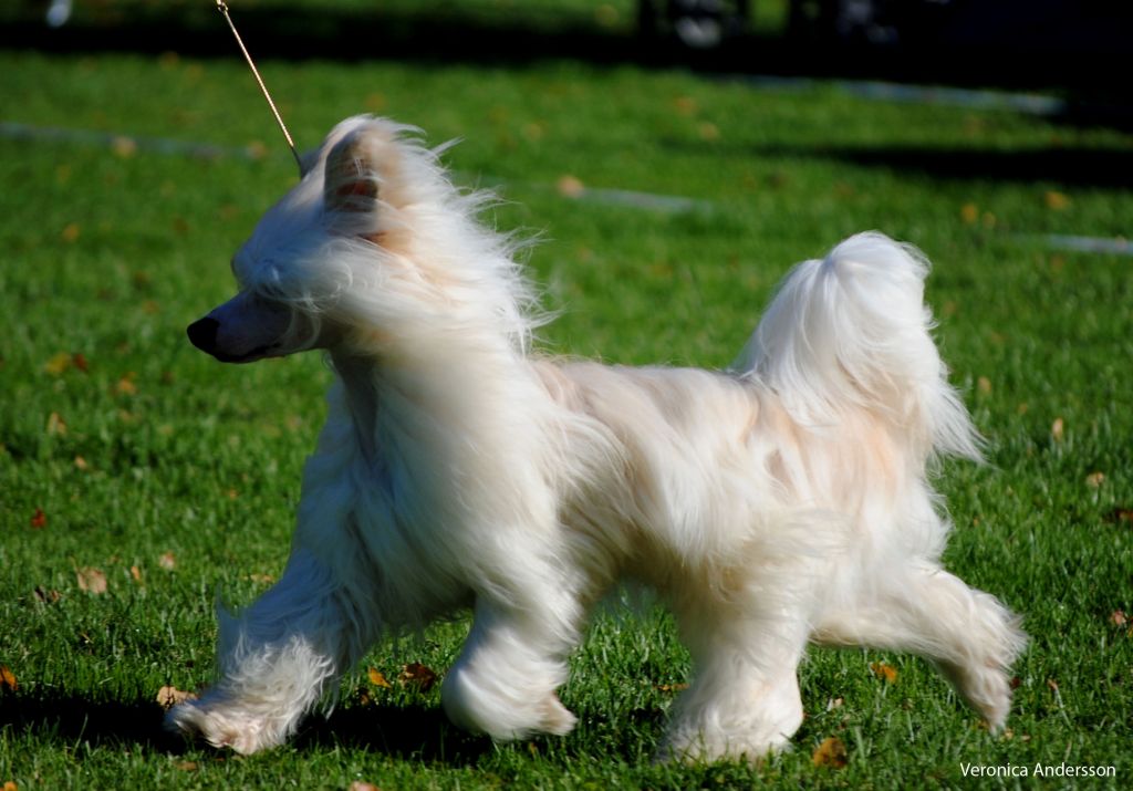 Ridgecrest's Born To Fight