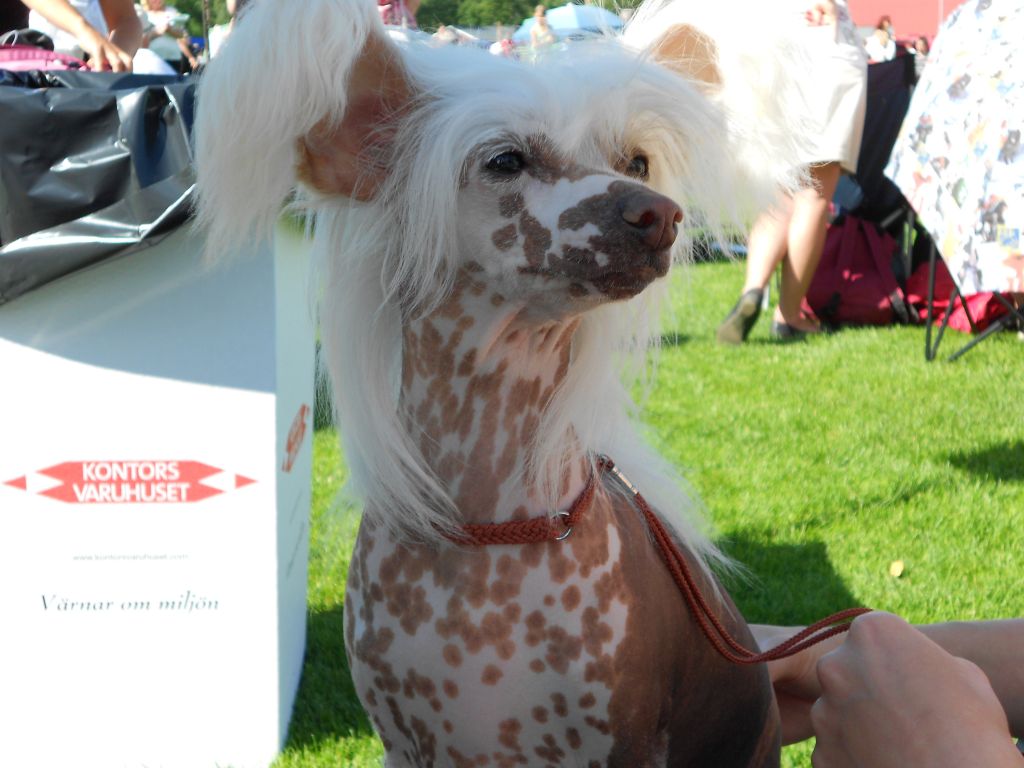 Ridgecrest's Born To Want