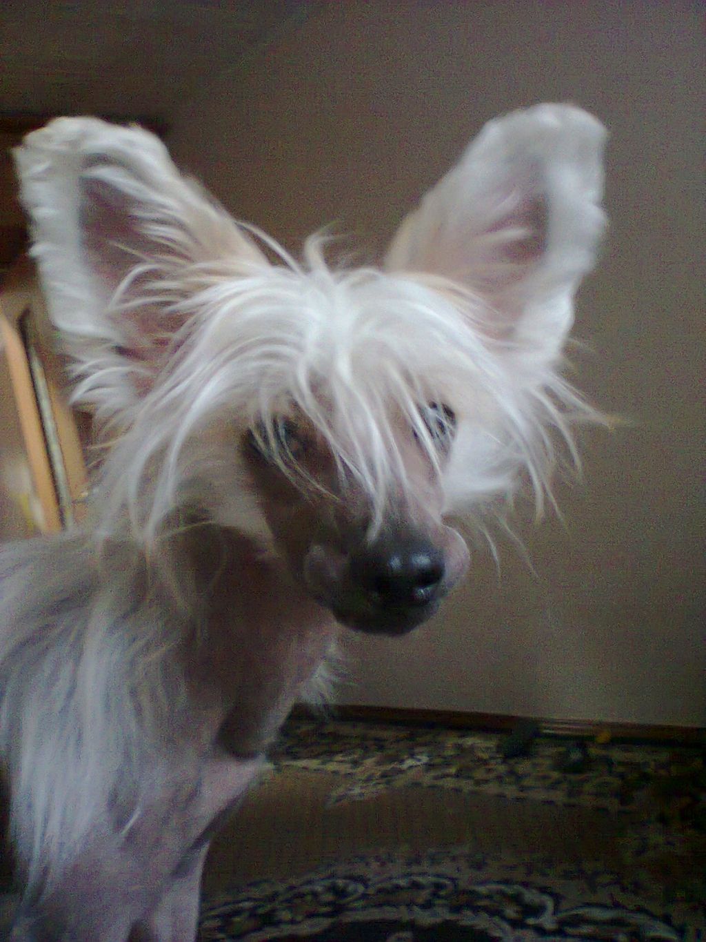 Vikiri Bells Centurion August