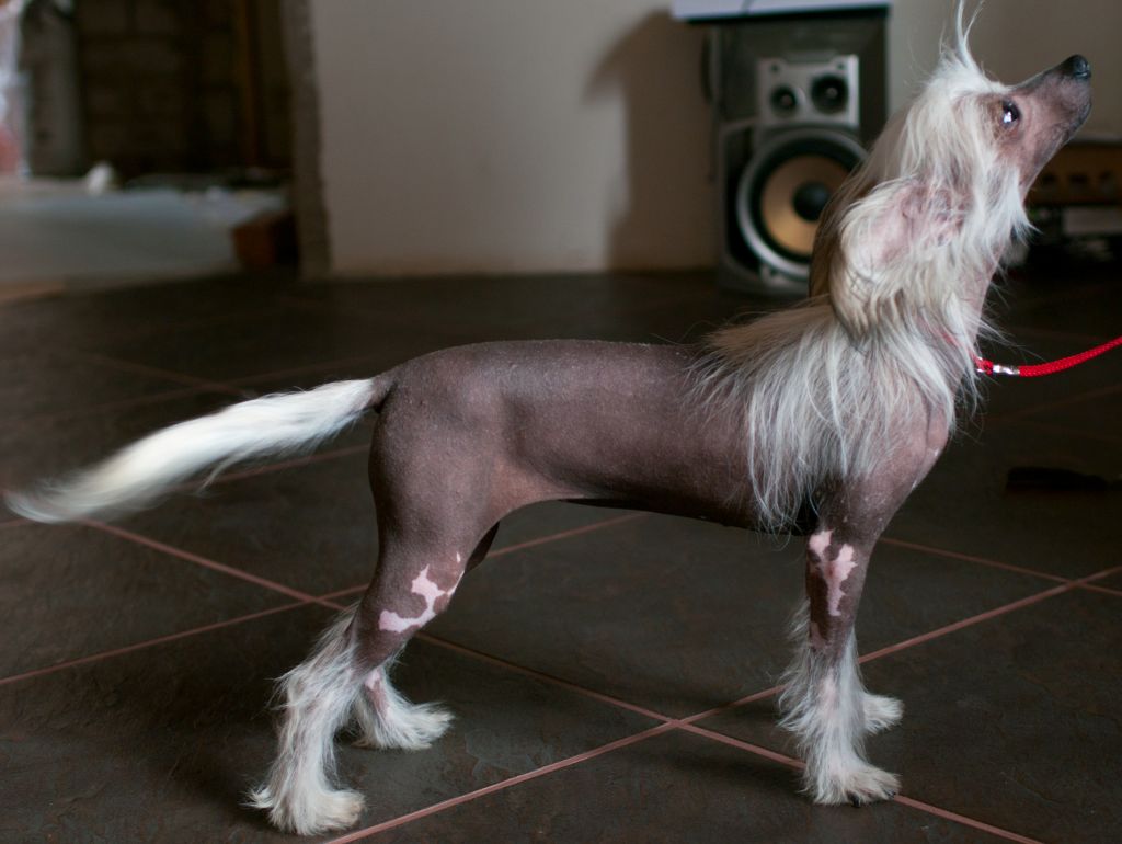 Vikiri Bells Cerera Byanka 