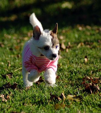 Jean Dark Early Morning Rain