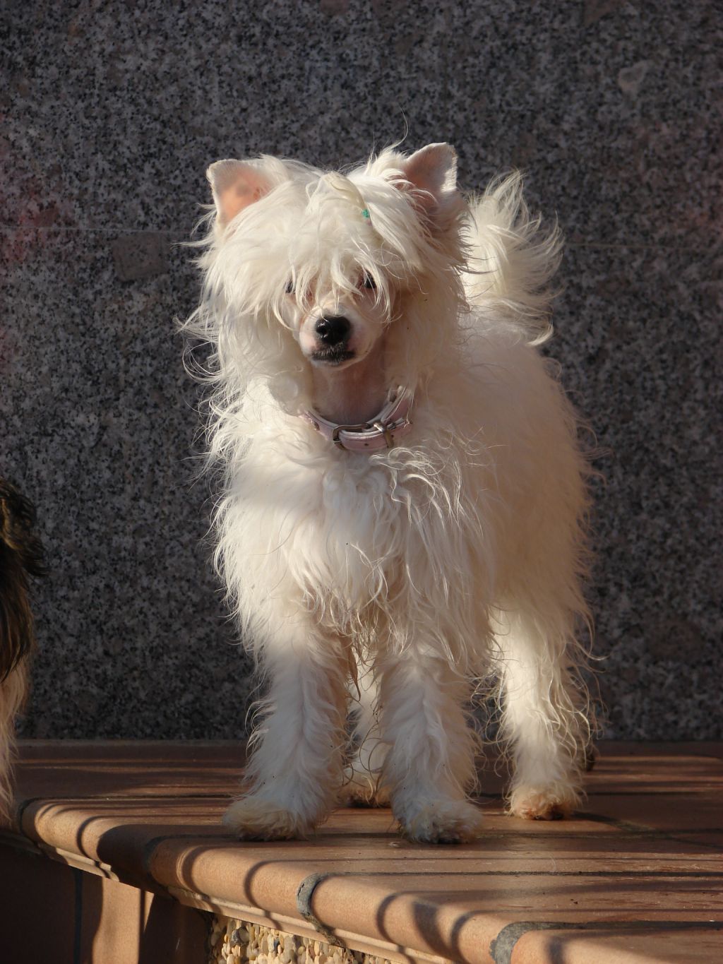 Galadriel de L'avenc dels Obits