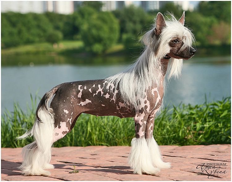 Dogland Happy Olympic Star