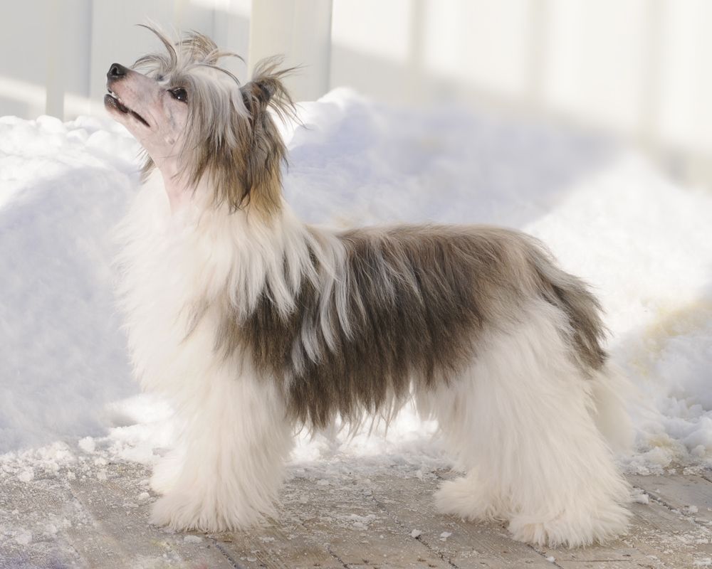 See My Halo over Sunstreaker