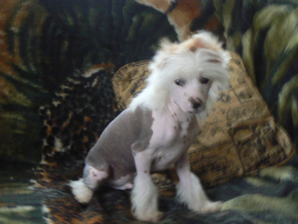 Doucai's Great Pleasure