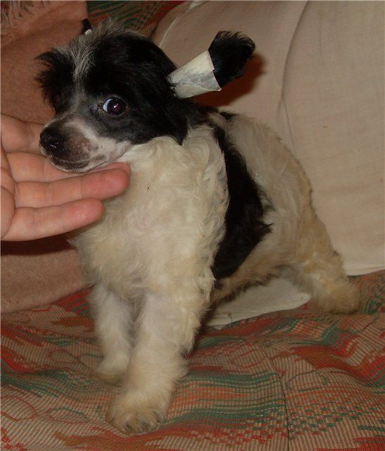 Fancy Style Albukerke