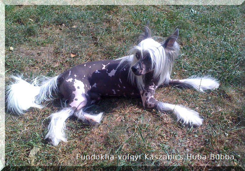 Fundoklia-völgyi Kaszanics Hubba-Bubba