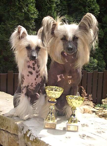 Chatanga Plysovy pritel