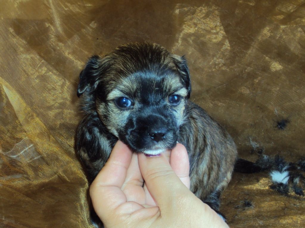 Xandilara Made in Heaven