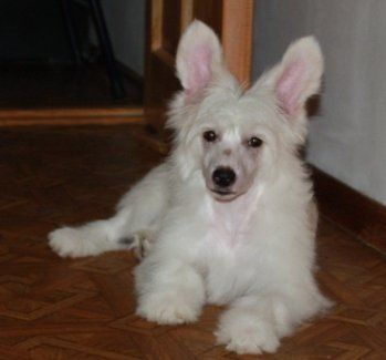 Kado Kitaiski Potselui Heavenly Horse