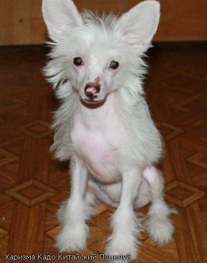 Kado Kitaiski Potselui Honey Kiss