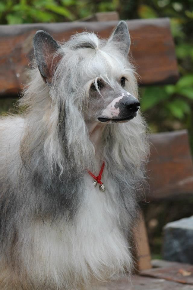 Kado Kitaiski Potselui Like Daddu