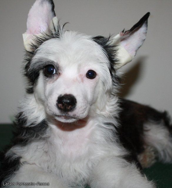 Kado Kitaiski Potselui Laska Fantastic