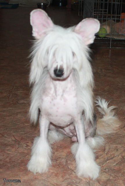 Kado Kitaiski Potselui Lovely To Look