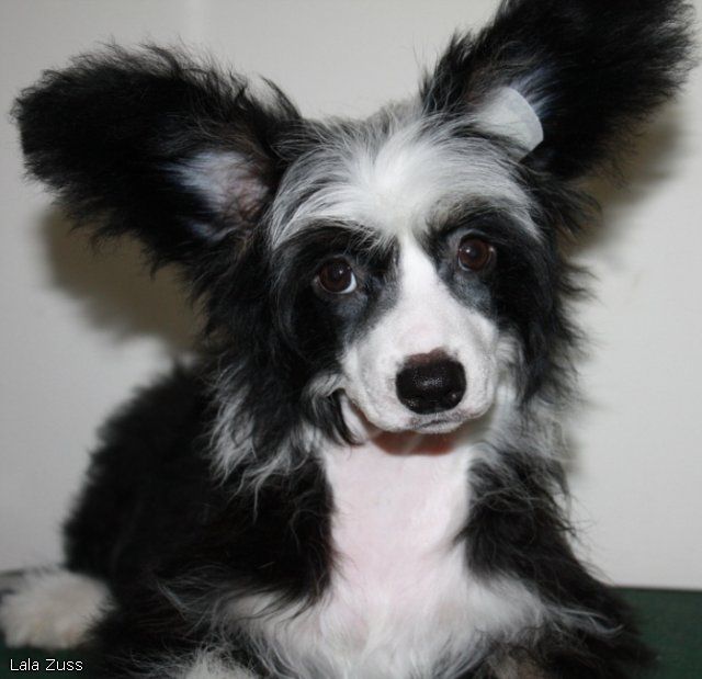 Kado Kitaiski Potselui Lala Zuss