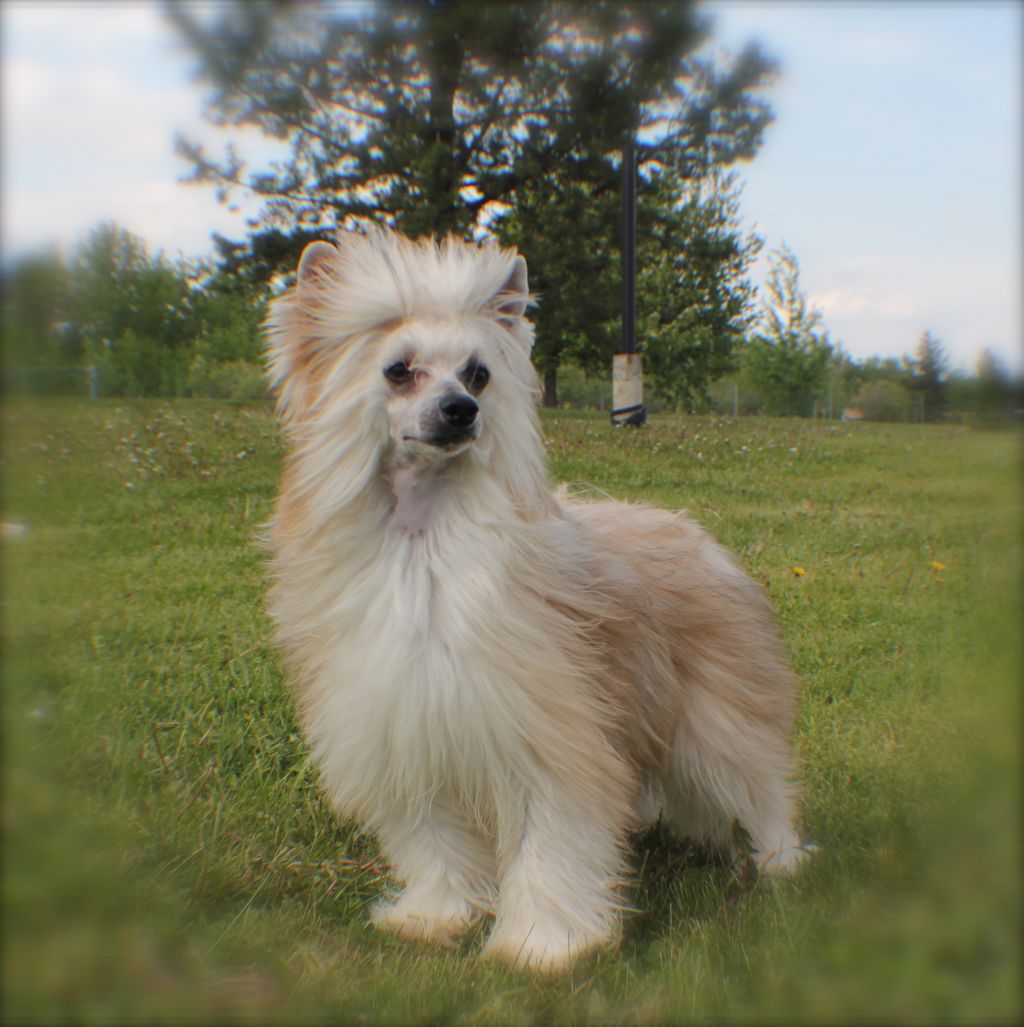 Gran Marnier Sua Sponte