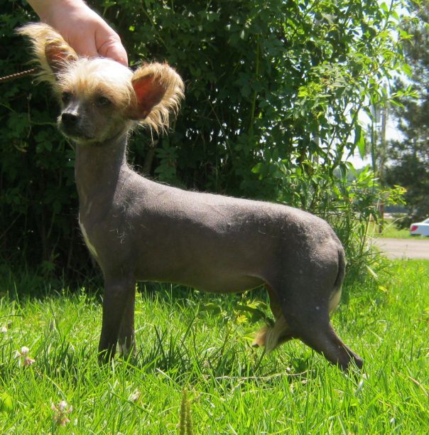 Gangsta Colada Sua Sponte