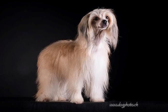 Gin Gin Highball Sua Sponte