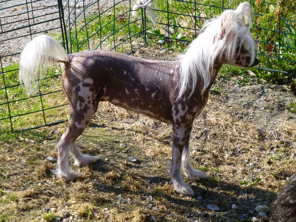 Sørås-Siden's Snow Flake