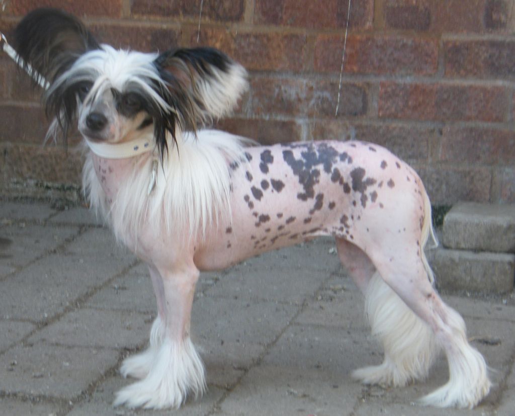 Lacdee Follow The Boys