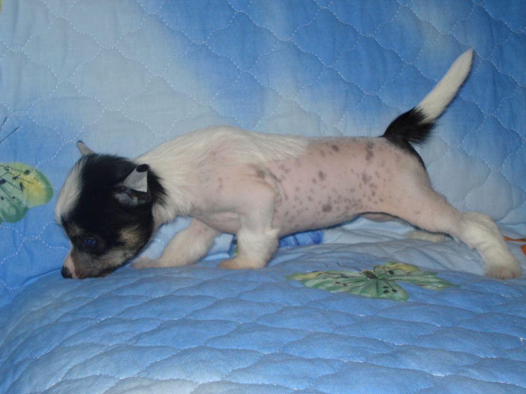 hl female 1 ot Katti 