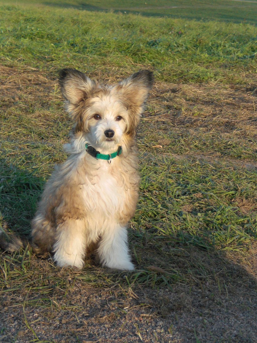 Julie's Precious Beautyful-Simba