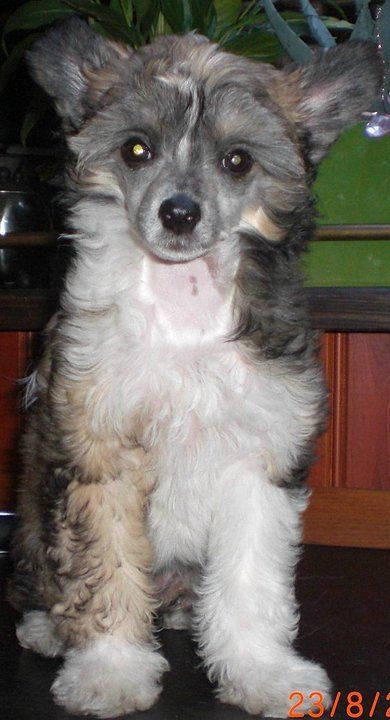 Julie's Precious Princess-Freja