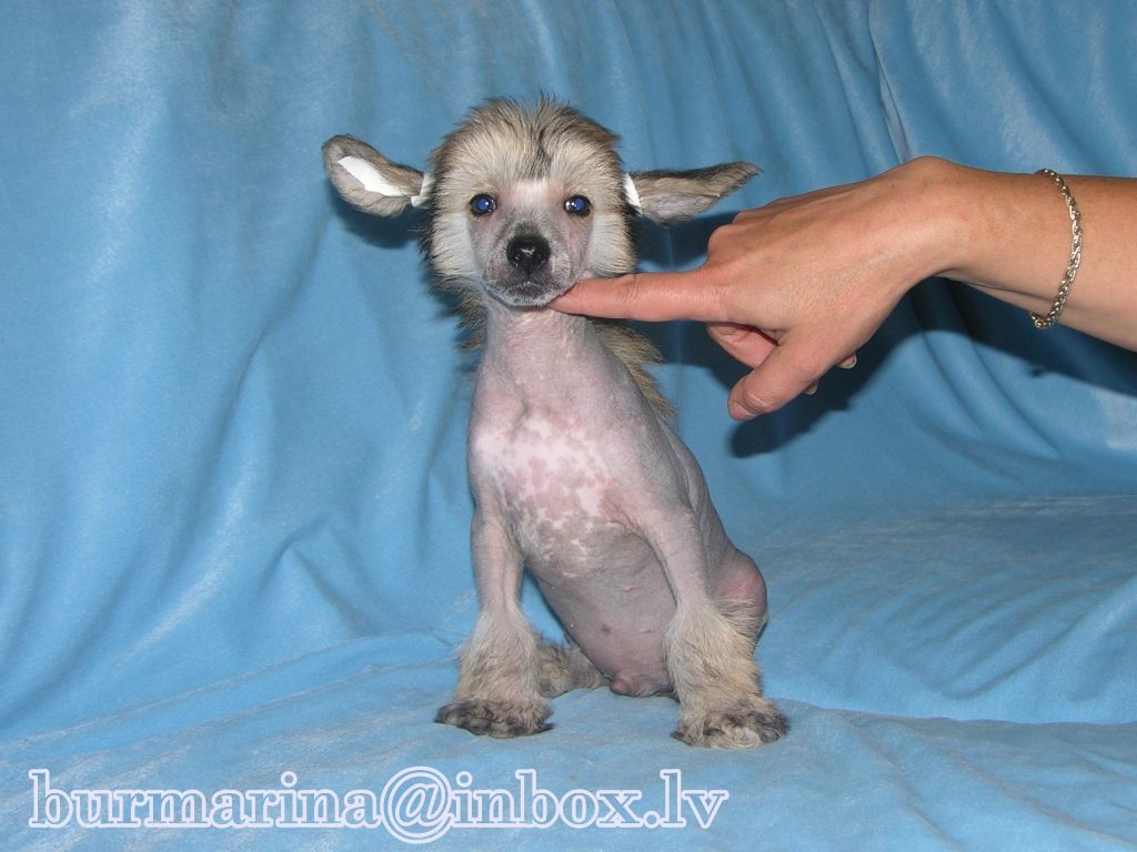 Bur-Mari-And'i Samson Skiff