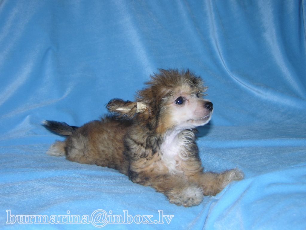 Bur-Mari-And'i Tajana Borealis