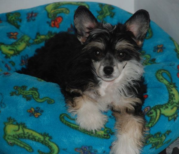 SandStorm Mighty Blackhawk