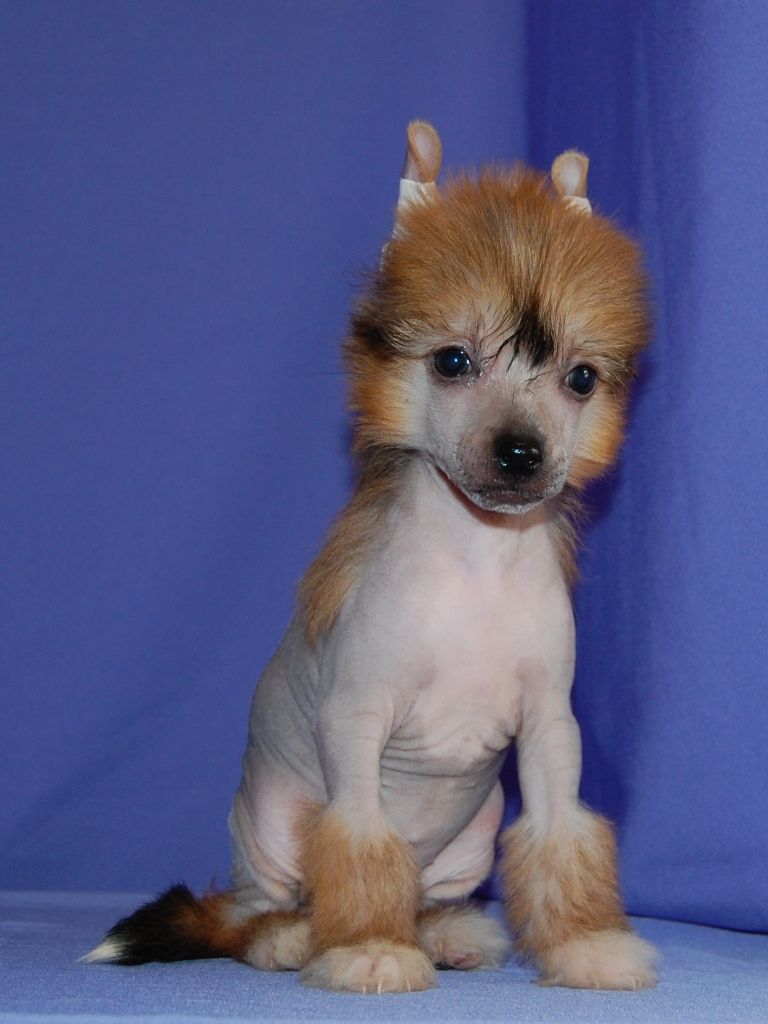 True Magnifisen Admiration Cause