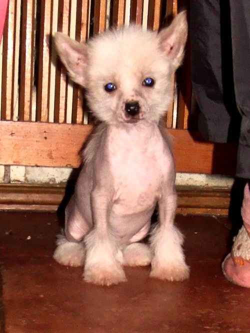 Santiago Black of Channel