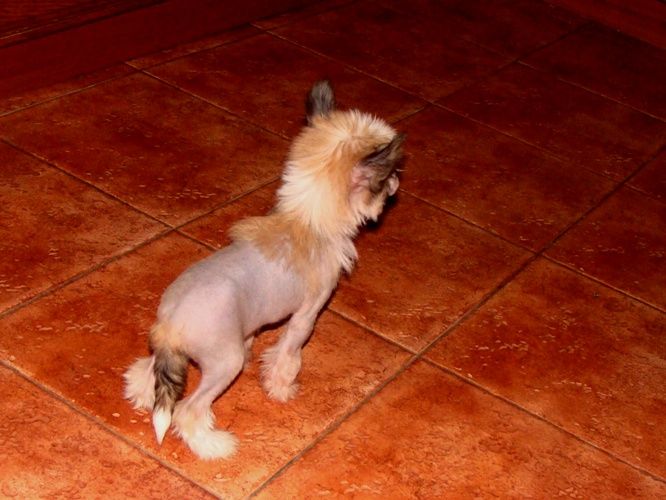 Seksi Seniorita Black of Channel