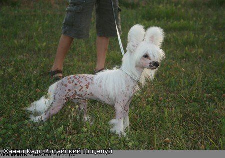 Kado Kitaiski Potselui Honey Princess