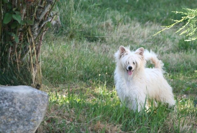 fabulous de l'Eden des Cherubins