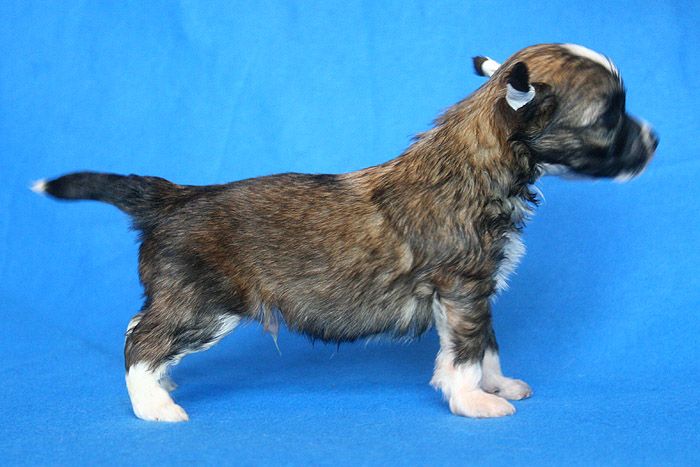 Status Imperial Zephyr in Chocolate