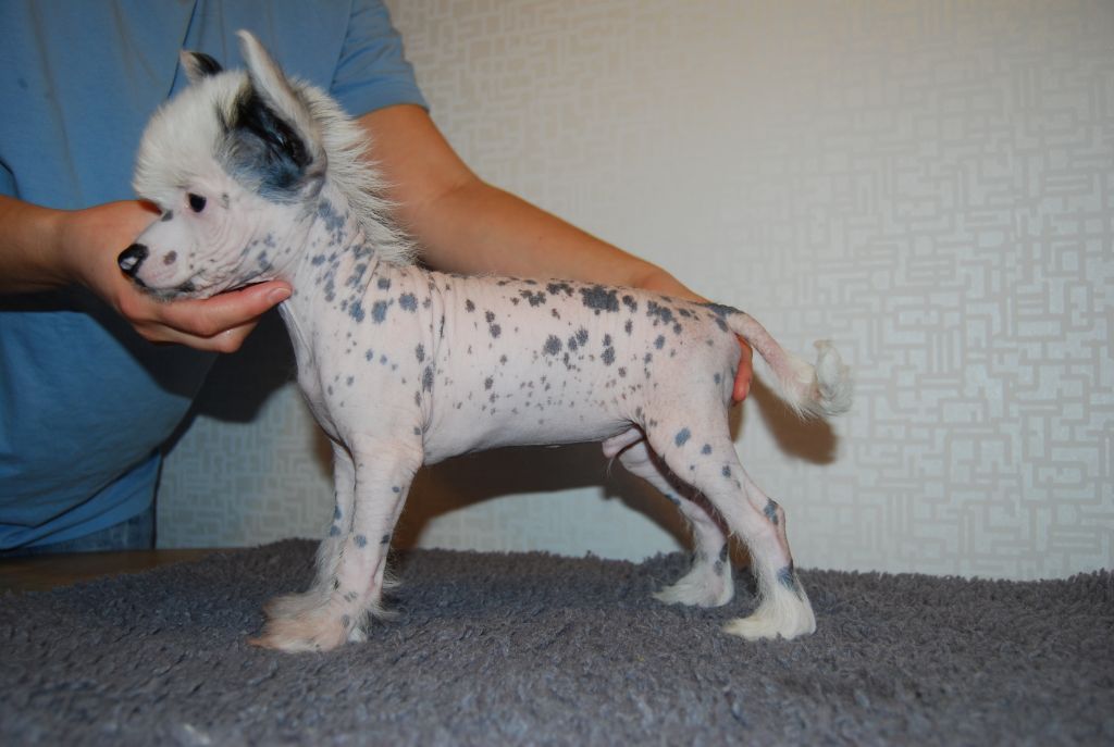 Schagardhs Chunky Monkey