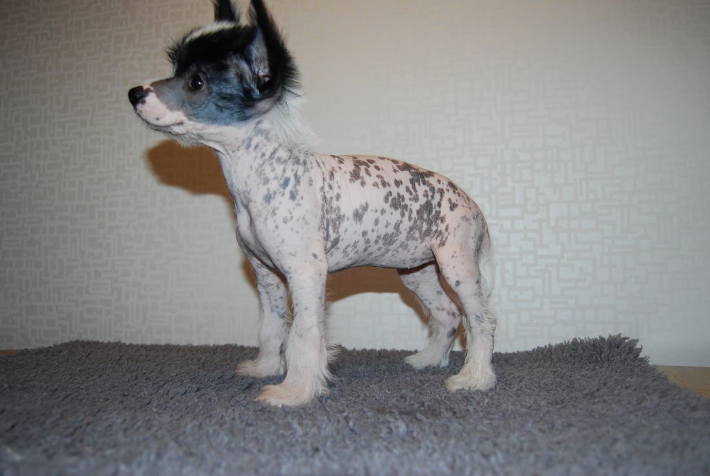 Schagardhs Fairly Nuts