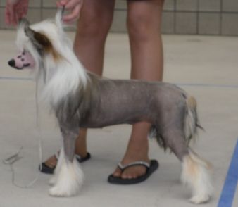 Mosaic's American Beauty