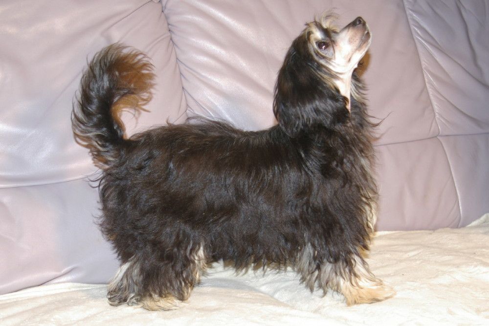 Shamusajo's Blue Snowball