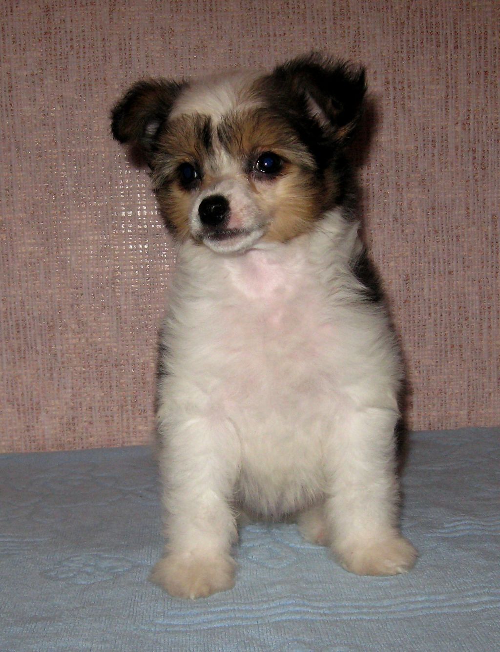 Melanies Rerity Zagadka