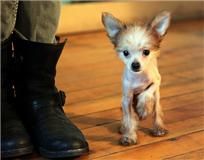 McShane's Almost Famous