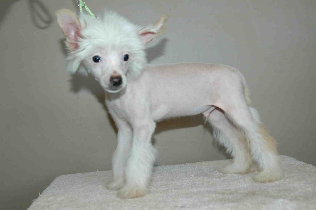 McShane's So Hollywood