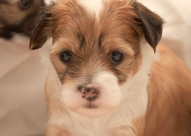 Gremlinto Beauty Is Obvious