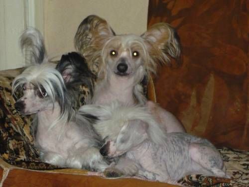 Sharman Belosnedgnaya Liliya Jaklin