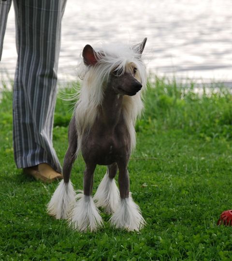 Golden Diamond Cresteds Lovelady